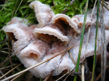 Gallertfleischiger Fältling,Phlebia tremellosa