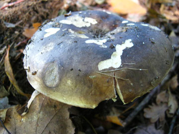 Dickblättriger Schwärztäubling,Russula nigricans