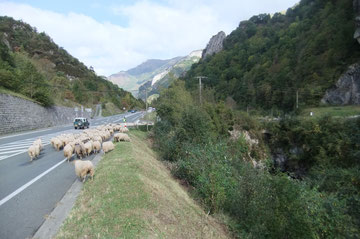 Au Pont de Cebers, le troupeau quitte la N134 élargie en E7 en 1995.