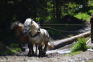Longo Maï Hof Treynas: Holzrücken im Wald