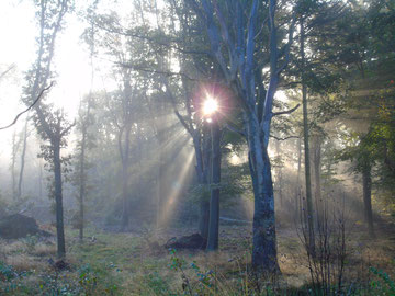 ©www.lichtwesenfotografie.com