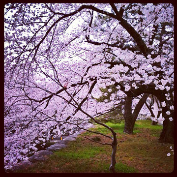 桜の木の下には・・・