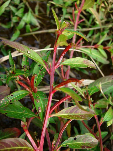 チョウジタデの草紅葉