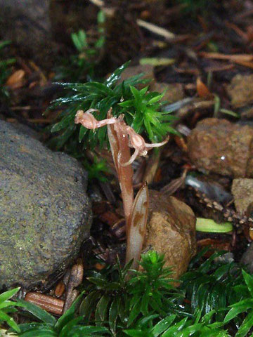 ヒメムヨウラン　2012..07.08　長野県