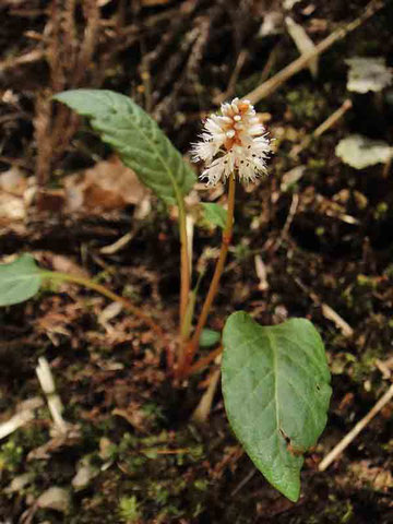 ハルトラノオ　　2010.04.03 岐阜県