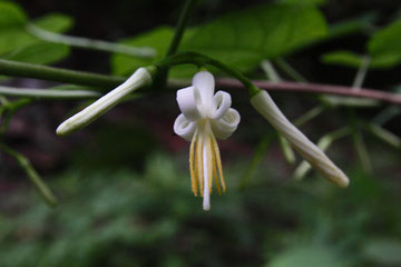 #9　ウリノキの花　蕾もツイスト