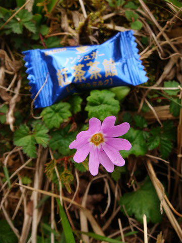 　お菓子の長辺は約5cm。花の径はその半分ほど。