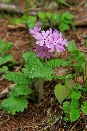 2005.05.27　長野県富士見町