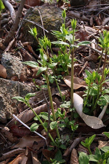 この植物はなんざんしょね？　葉は4個が輪生