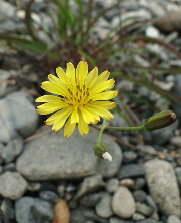 カワラニガナ　2010.11.13 東京都羽村市 