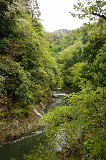 楢葉の渓谷　新緑がまぶしいほど美しい