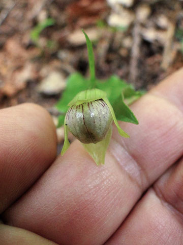 コアツモリソウの花は、小さい！