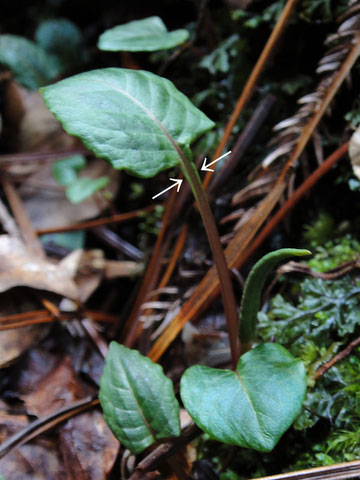 ハルトラノオ　　2010.04.03 岐阜県