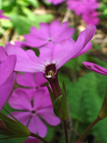 2011.05.21　長野県諏訪郡