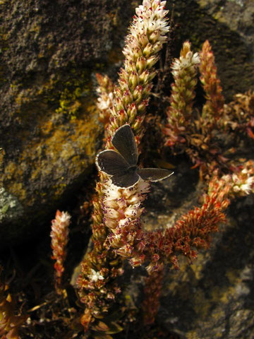 ツメレンゲを食草とするクロツバメシジミ　　2011.10.23