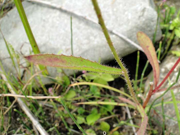 カワラニガナ　2010.09.12 長野県諏訪郡