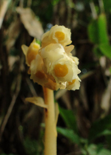 #6　2011.8.9　群馬県吾妻郡