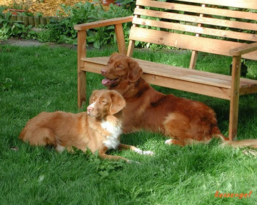Appalachian's Charvi-Baggins und Rhineferry's Merenque Czardas