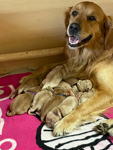 Am 09.06.21 hat Famke 11 Welpen zur Welt gebracht. Es sind acht Rüden und drei Hündinnen.