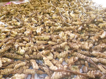 Gentawan Herb　(ゲンタワン)