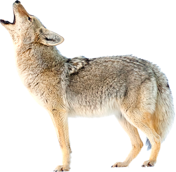 coyote image animaux transparent sur fond blanc pour site web illustration ecole montessori