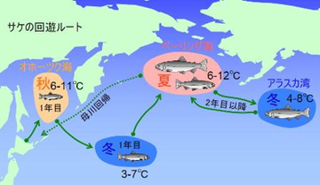サケの回遊ルート
