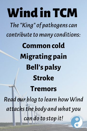 The Wind pathogen can contribute to the common cold, migrating pain, Bell's palsy, stroke and tremors - read more on the Beachside blog!