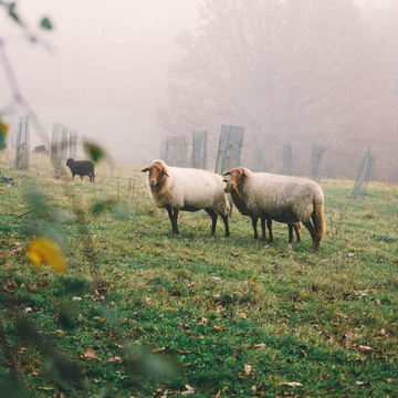 Tiere essen