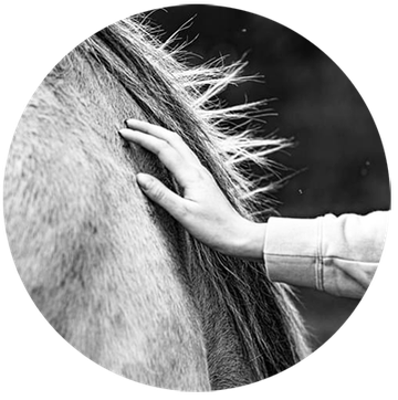 cheval, thérapie, brocéliande