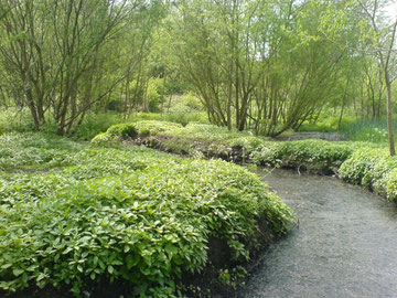 The River Rea passing through Wychall Nature Reserve. Image from the BirminghamUK website used under the terms of their copyright conditions. See Acknowledgements for a link to their website.