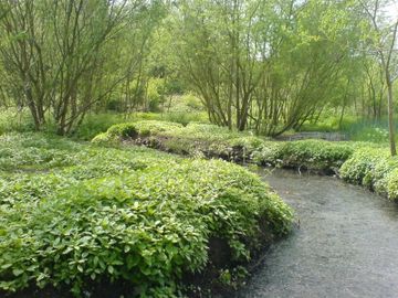 The River Rea passing through Wychall Nature Reserve. Image from the BirminghamUK website used under the terms of their copyright conditions.