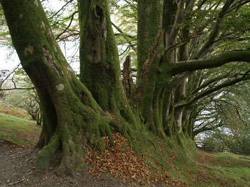 A line of ancient beeches (not in Birmingham). Image by Derek Harper on Geograph reusable under Creative Commons licence Attribution-Share Alike 2.0. OS reference SX5591.