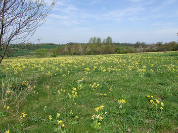 Image of cowslips in Cambridgeshire by Ethelfleda/ Caroline on flickr reusable under Creative Commons Licence: Attribution-Non-Commercial-No Derivative Works 2.0 Generic