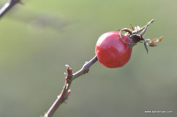 Rosa caesia - Rosa coriifolia - Lederblättrige Rose - Rosier à feuilles coriaces - Rosa a foglie coriacee - Wildrosen - Wildsträucher - Heckensträucher - Artenvielfalt-Ökologie-Biodiversität-Wildrose