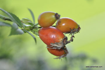 Rosa subcanina - Fast Hundsrose - Falsche Hundsrose - Faux Rosier des chiens - Rosa subcanina - Wildrosen - Wildsträucher - Heckensträucher - Artenvielfalt - Ökologie - Biodiversität - Wildrose