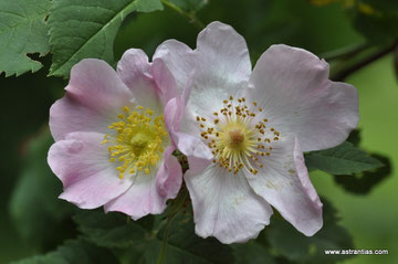 Rosa caesia - Rosa coriifolia - Lederblättrige Rose - Rosier à feuilles coriaces - Rosa a foglie coriacee - Wildrosen - Wildsträucher - Heckensträucher - Artenvielfalt-Ökologie-Biodiversität-Wildrose