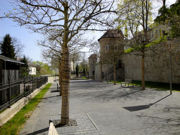 Die Stadtmauer am Unteren Marienbach