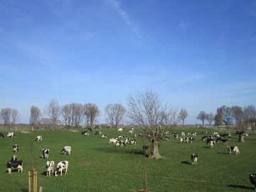 unsere Kühe auf  der Weide