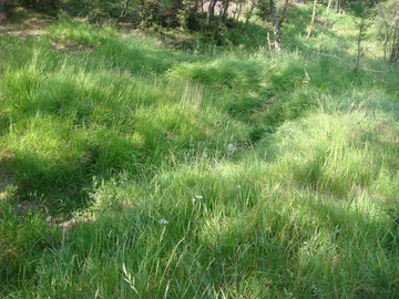 Trenches still visible on Monticelli Ridge