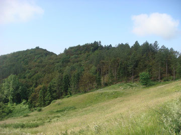 Monticelli Ridge in June 2014