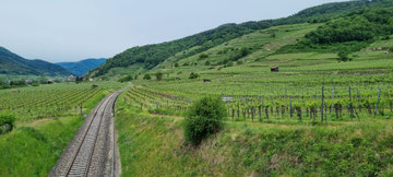 Die Wachau - ein Ort für ornitho-önologische Erkundungen