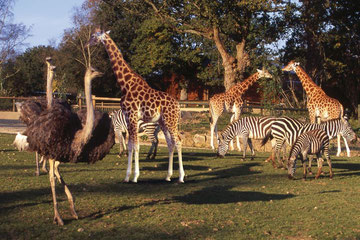 zoo de Champepus