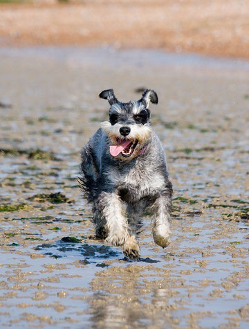 Ferien mit Hund an der Nordsee