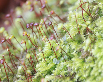 Samt-Kurzbüchsenmoos (Brachythecium velutinum)