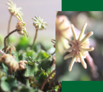 Gemeines Brunnenlebermoos (weibliche Pflanzen von Marchantia polymorpha)