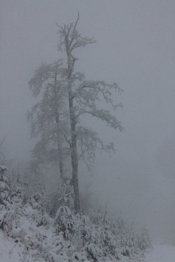 am Schweizerkopf