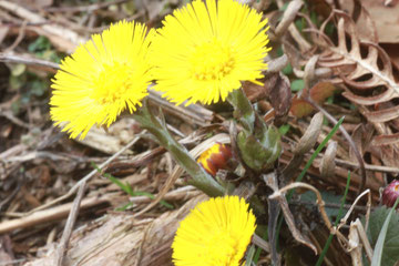 Huflattich (Tussilago farfara)