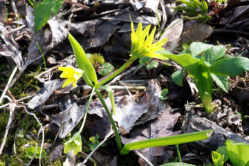 Wald-Goldstern (Gagea lutea) 30.03.14