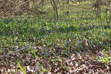 Auwaldboden - bedeckt mit Scilla bifolia zwischen Bärlauchblättern