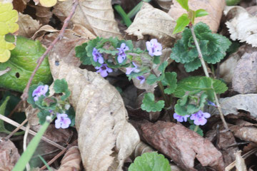 Efeublättriger Gundermann (Glechoma hederacea)